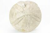 Jurassic Sea Urchin (Clypeus) Fossil - England #216915-1